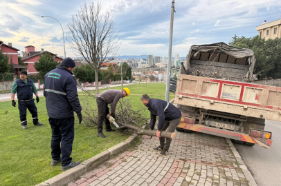 Bursa'da şiddetli lodosun devirdiği ağaçlara Osmangazi'den anında müdahale