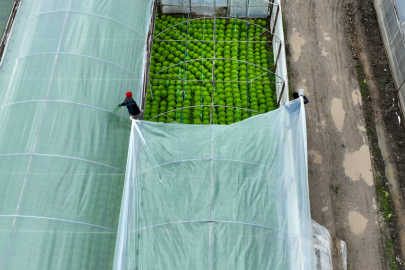Lodostan zarar gören seralara Büyükşehir desteği