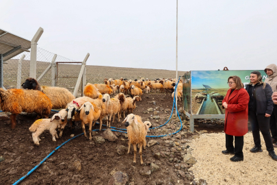 Meralarda hayvanlar temiz suya kavuşuyor