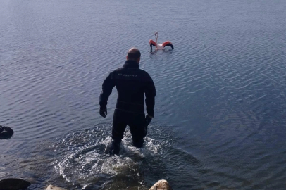 İzmir'de flamingoya dalgıçlardan hayat veren kurtarma