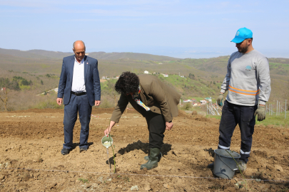Bursa Nilüfer’de atıl araziler bereketleniyor